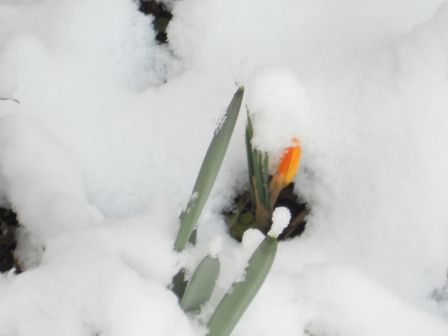 neige_31_01_12_003.jpg, janv. 2012