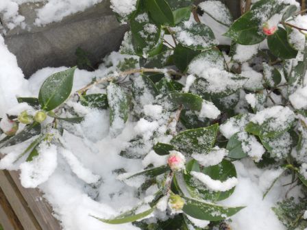 neige_31_01_12_004.jpg, janv. 2012