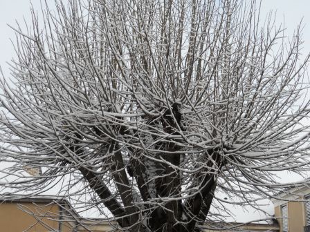 noel_2011_029.jpg, janv. 2012